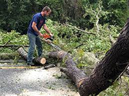 How Our Tree Care Process Works  in  Pablo, MT