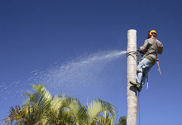 Best Tree Removal  in Pablo, MT