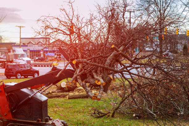 Best Fruit Tree Pruning  in Pablo, MT