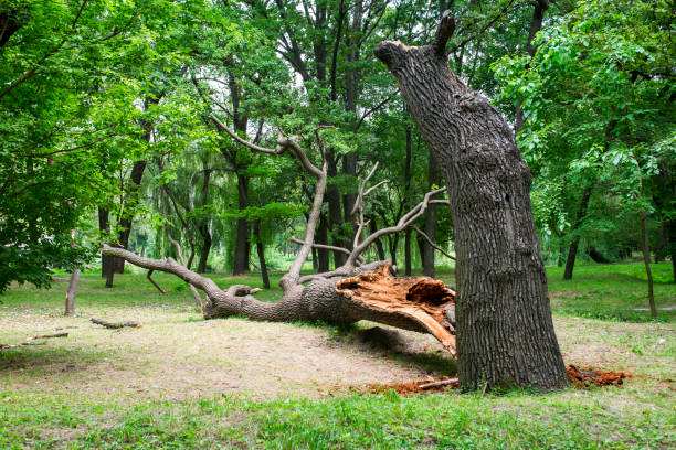 Best Firewood Processing and Delivery  in Pablo, MT