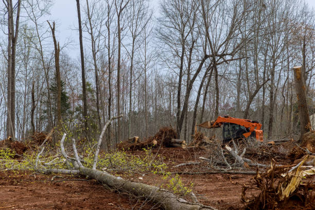 Best Commercial Tree Services  in Pablo, MT