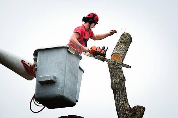 Pablo, MT Tree Removal Services Company